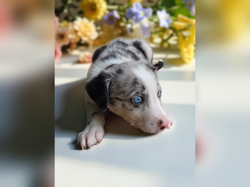 F1 Mini Shepherd x Whippet 8 Wochen alt