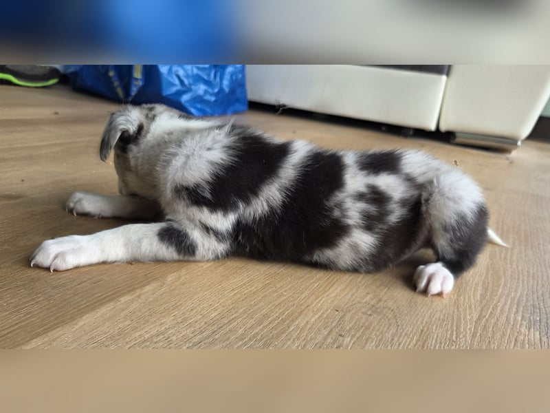 F1 Mini Shepherd x Whippet 8 Wochen alt
