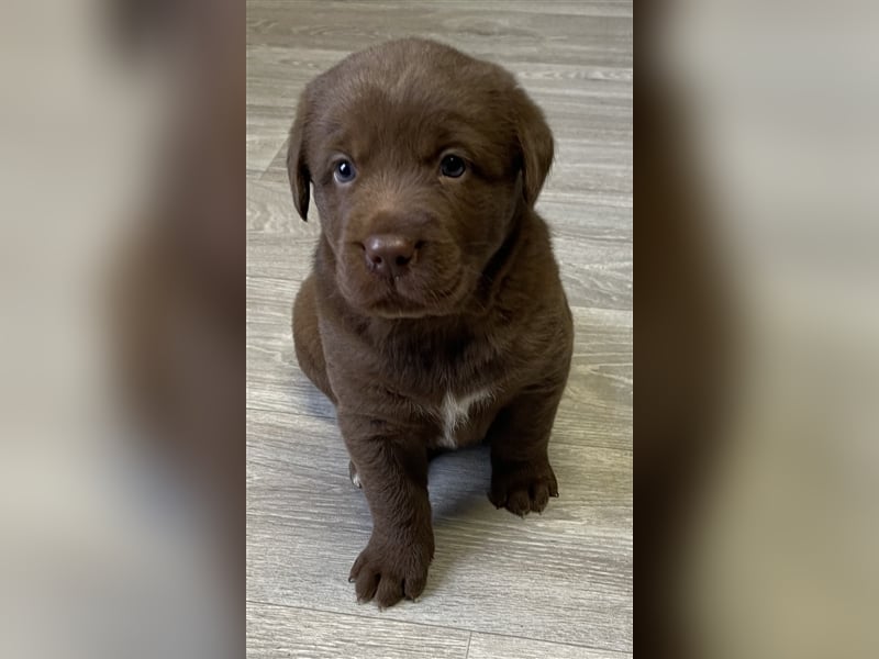 Aussiedor Australian Shepherd Labrador Welpen