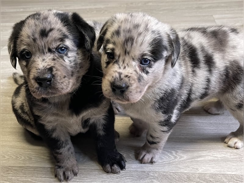 Aussiedor Australian Shepherd Labrador Welpen
