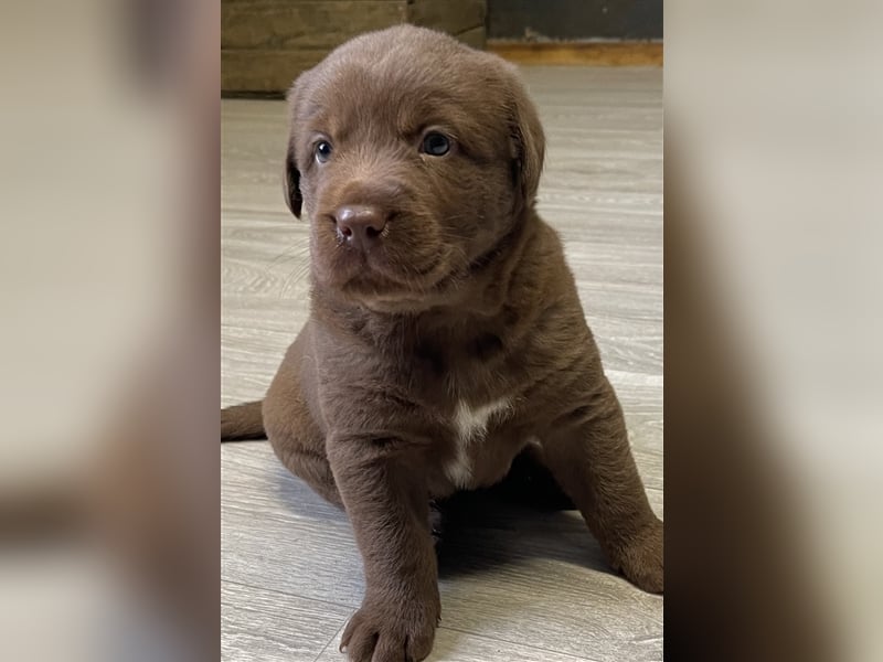 Aussiedor Australian Shepherd Labrador Welpen