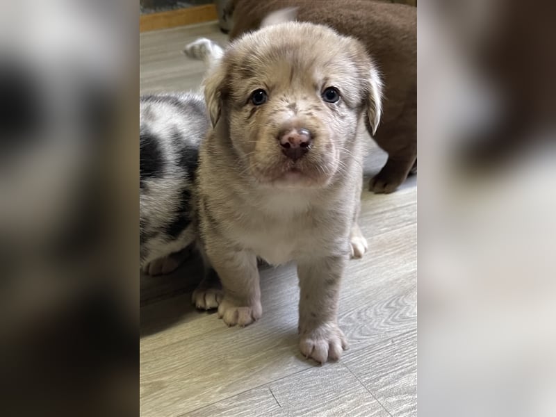 Aussiedor Australian Shepherd Labrador Welpen