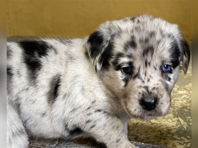 Aussiedor Australian Shepherd Labrador Welpen