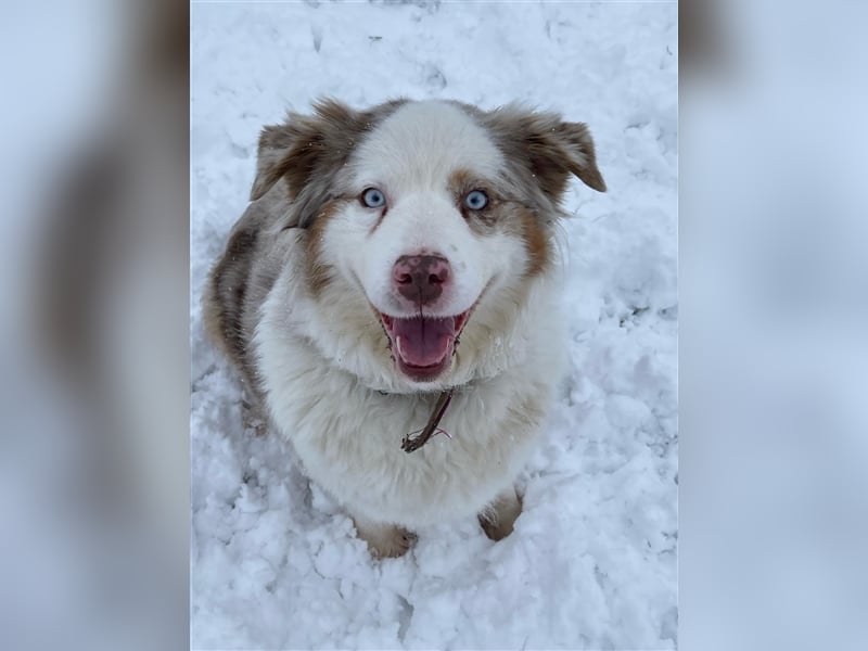 Aussiedor Australian Shepherd Labrador Welpen