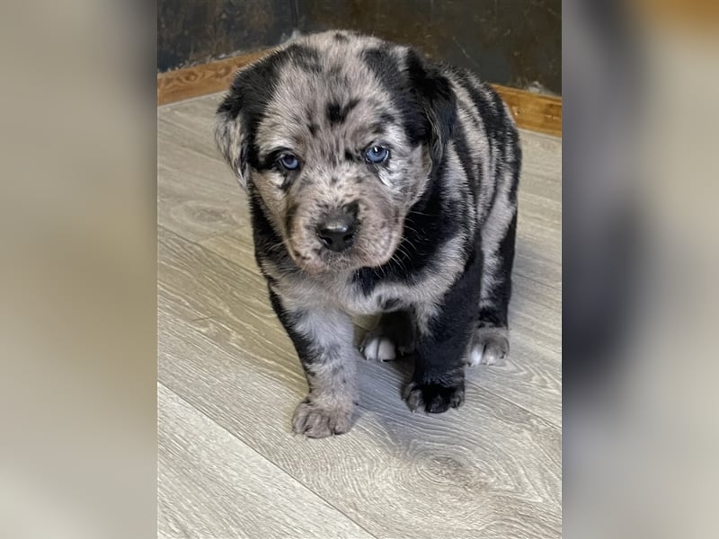 Aussiedor Australian Shepherd Labrador Welpen