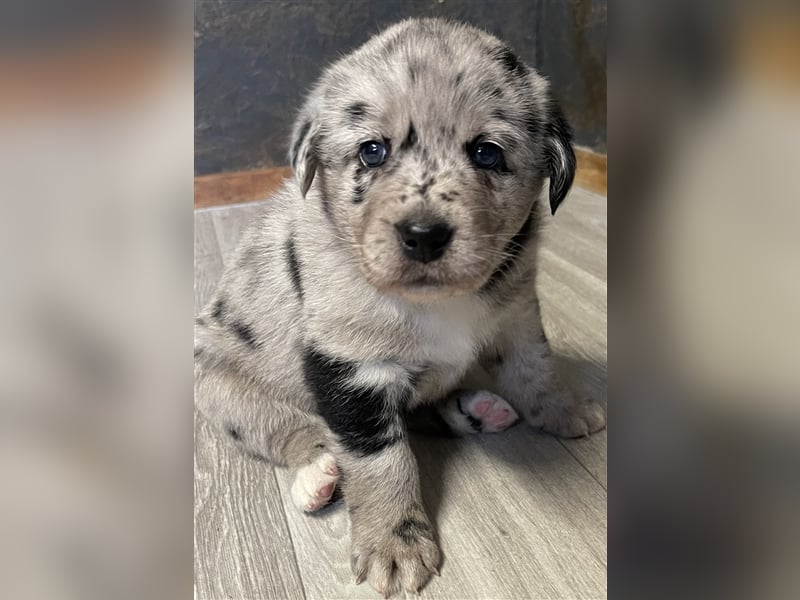 Aussiedor Australian Shepherd Labrador Welpen