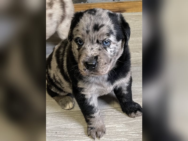 Aussiedor Australian Shepherd Labrador Welpen