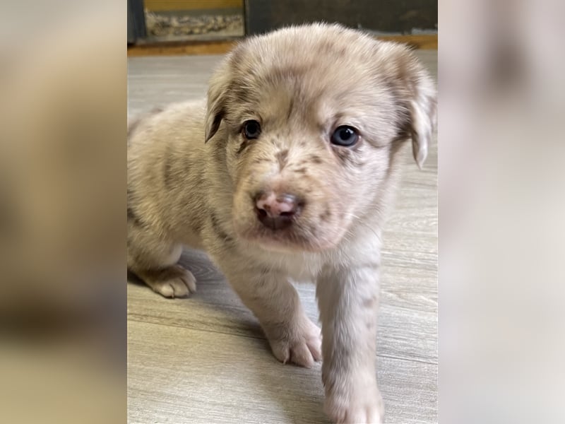 Aussiedor Australian Shepherd Labrador Welpen