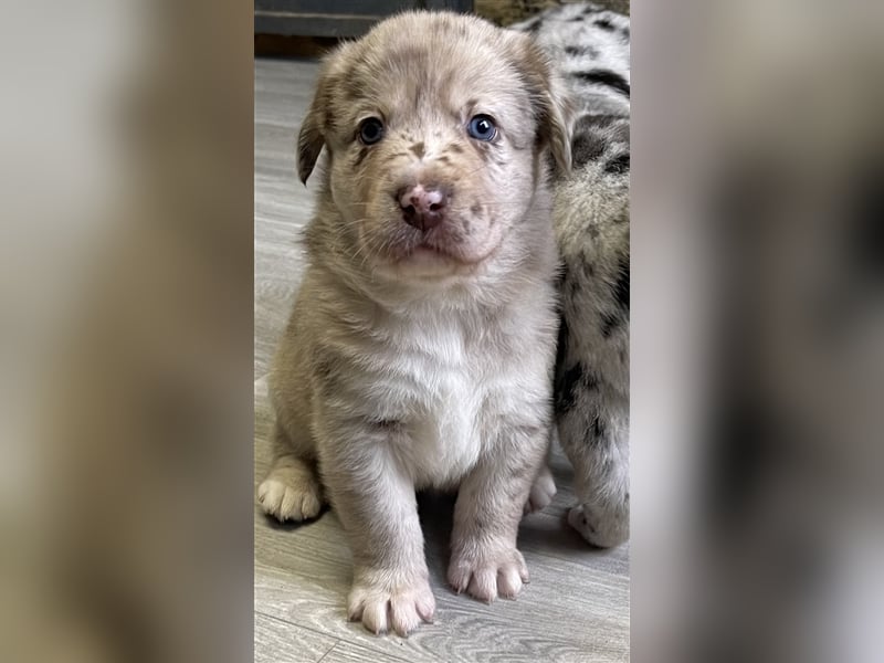 Aussiedor Australian Shepherd Labrador Welpen