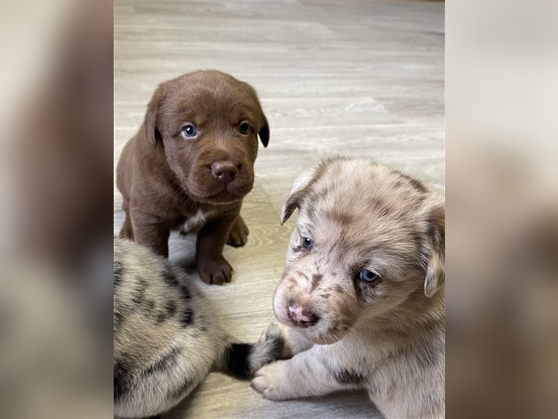 Aussiedor Australian Shepherd Labrador Welpen