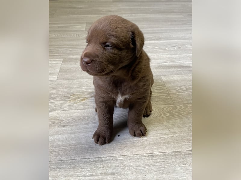 Aussiedor Australian Shepherd Labrador Welpen