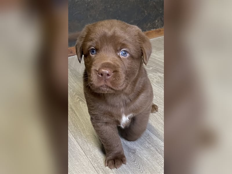 Aussiedor Australian Shepherd Labrador Welpen