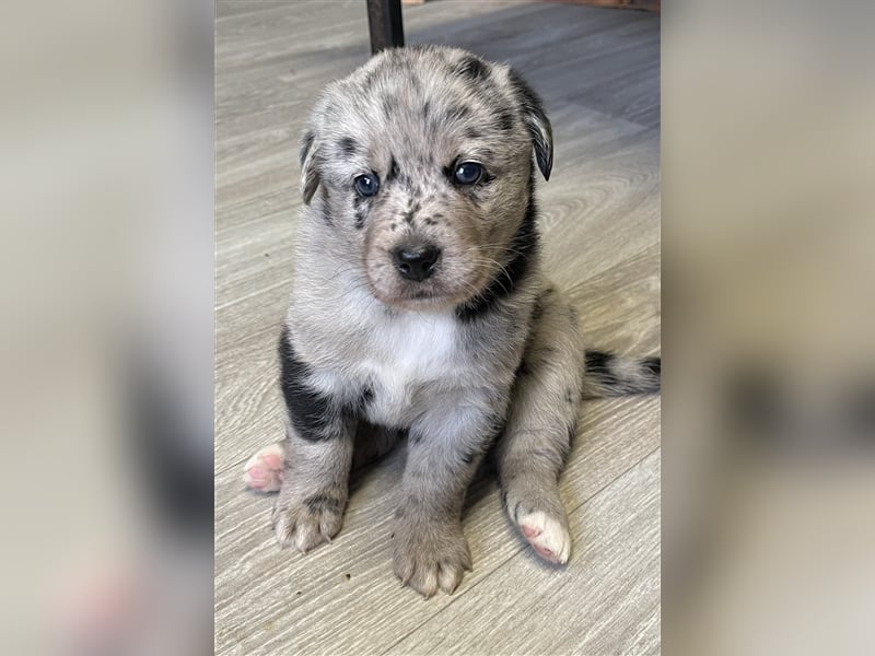 Aussiedor Australian Shepherd Labrador Welpen