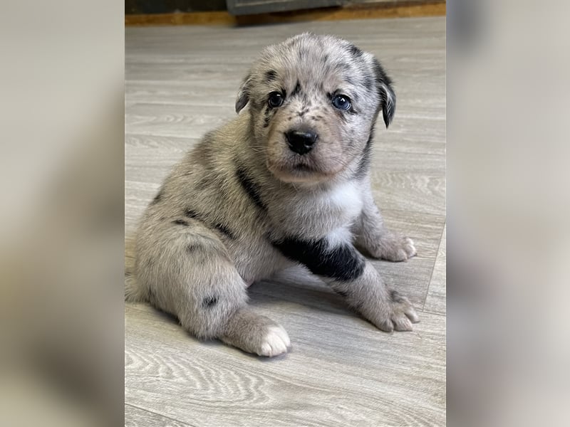 Aussiedor Australian Shepherd Labrador Welpen