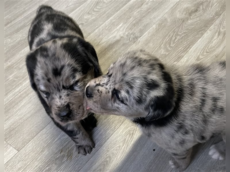 Aussiedor Australian Shepherd Labrador Welpen