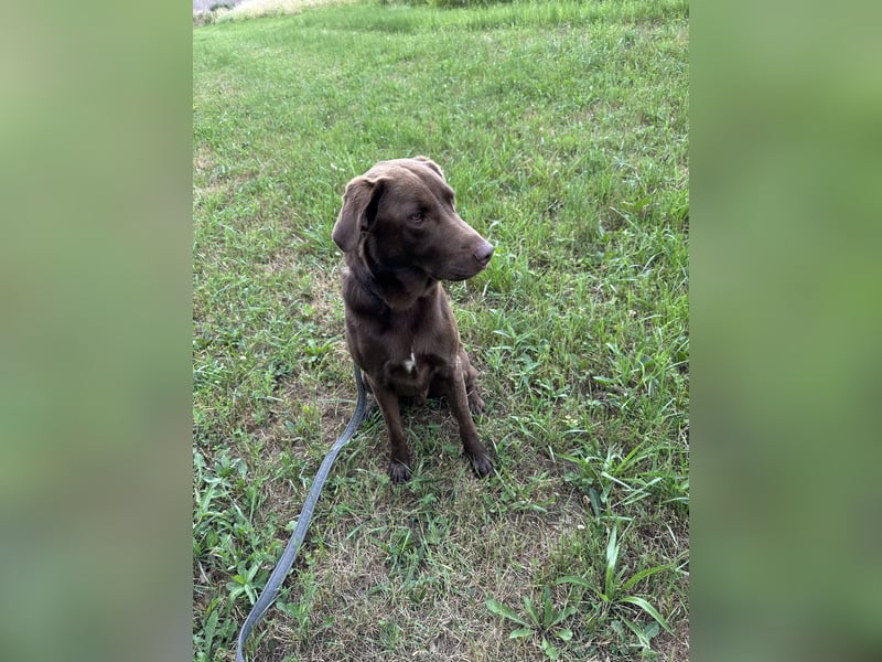 Labrador Mix