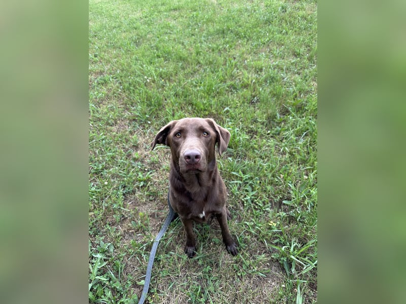 Labrador Mix