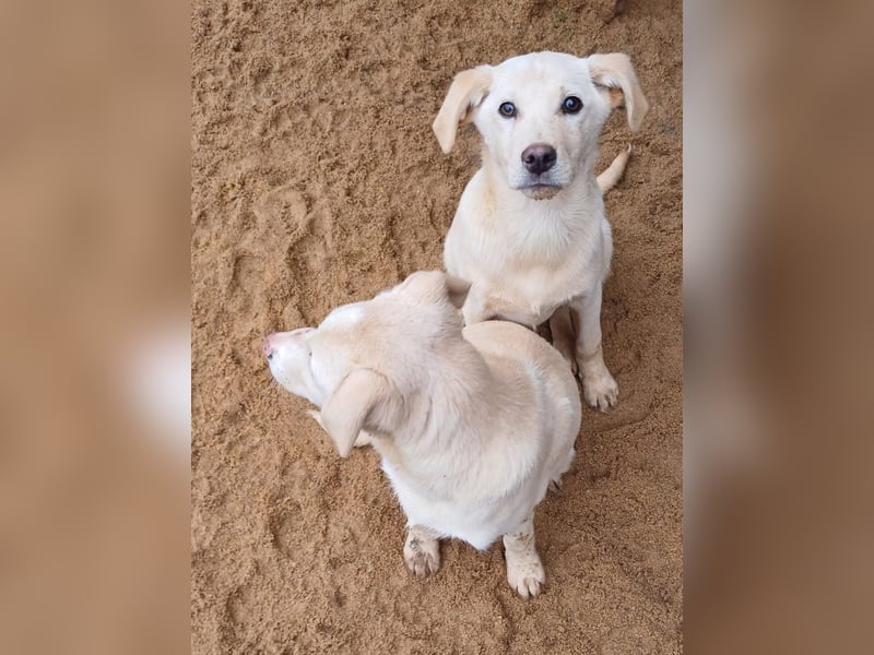 Goldencollie Aussiedor Welpen/ Familienhunde/ Anfänger geeignet