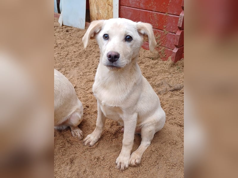 Goldencollie Aussiedor Welpen/ Familienhunde/ Anfänger geeignet