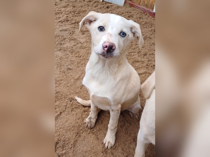 Goldencollie Aussiedor Welpen/ Familienhunde/ Anfänger geeignet