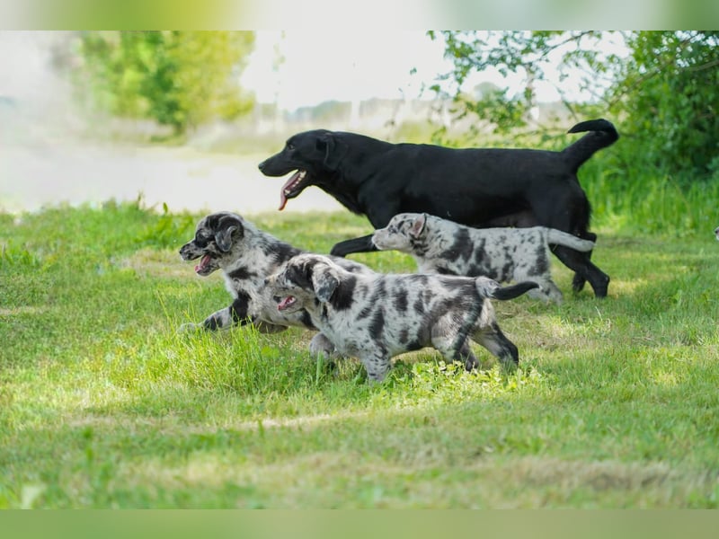 Aussiedor ( Australian Shepherd x Labrador) Welpen suchen neues Zuhause