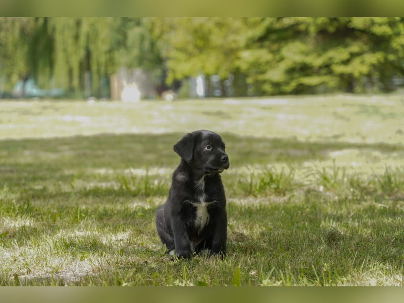 Aussiedor ( Australian Shepherd x Labrador) Welpen suchen neues Zuhause