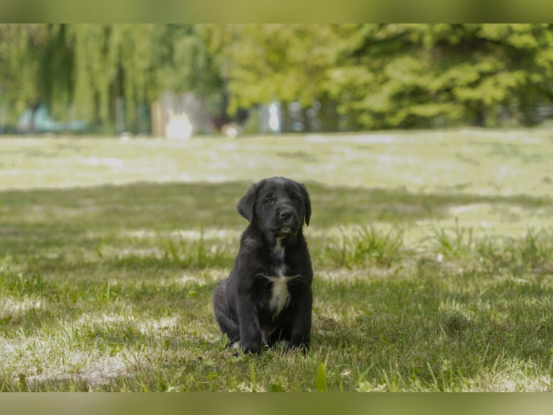 Aussiedor ( Australian Shepherd x Labrador) Welpen suchen neues Zuhause
