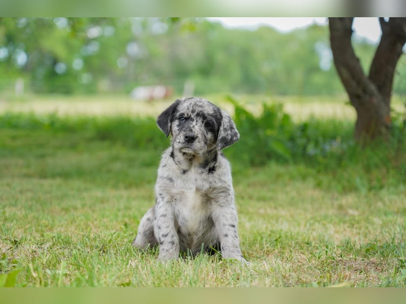 Aussiedor ( Australian Shepherd x Labrador) Welpen suchen neues Zuhause