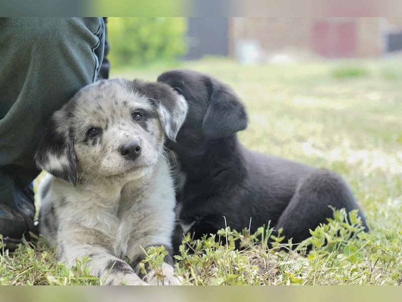 Aussiedor ( Australian Shepherd x Labrador) Welpen suchen neues Zuhause