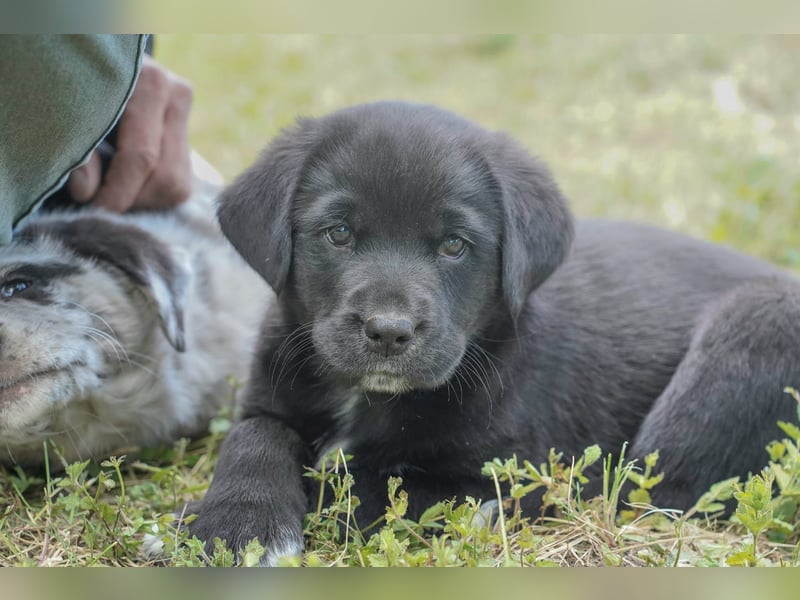 Aussiedor ( Australian Shepherd x Labrador) Welpen suchen neues Zuhause