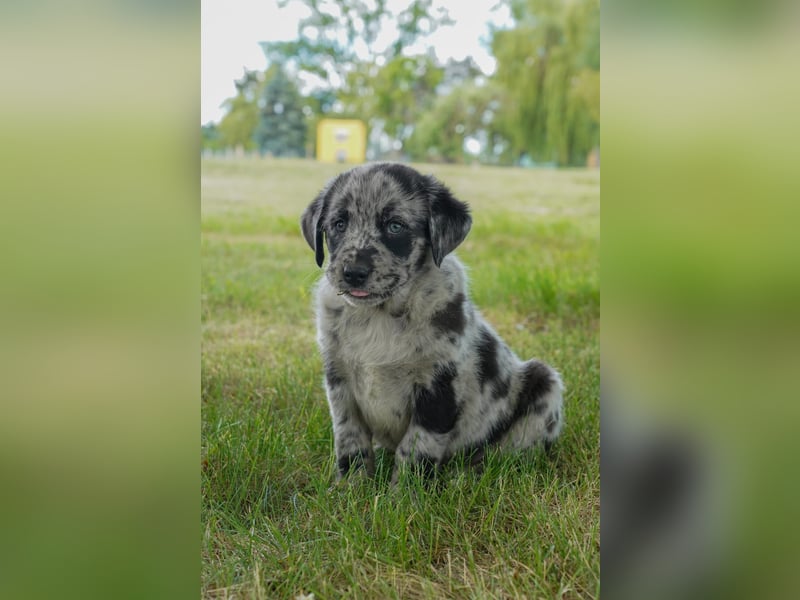 Aussiedor ( Australian Shepherd x Labrador) Welpen suchen neues Zuhause