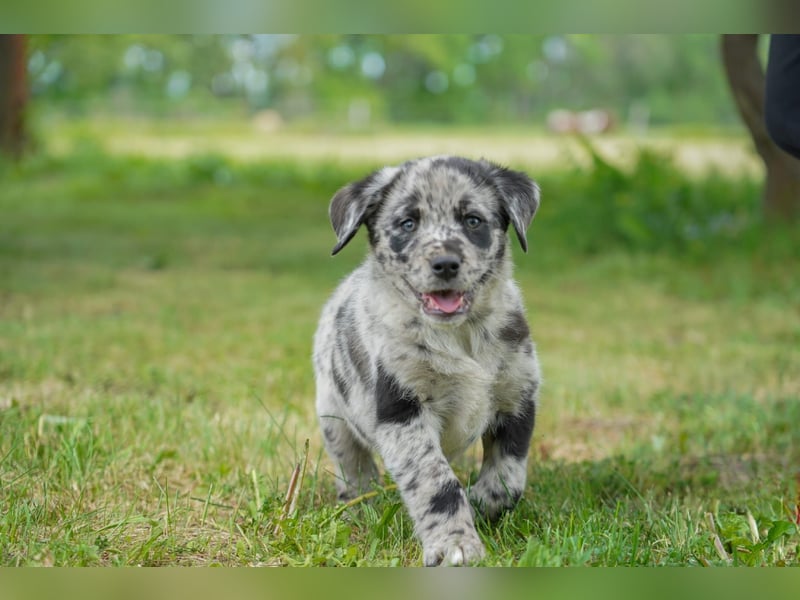 Aussiedor ( Australian Shepherd x Labrador) Welpen suchen neues Zuhause