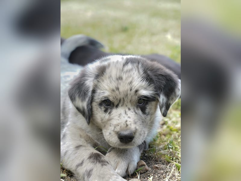 Aussiedor ( Australian Shepherd x Labrador) Welpen suchen neues Zuhause