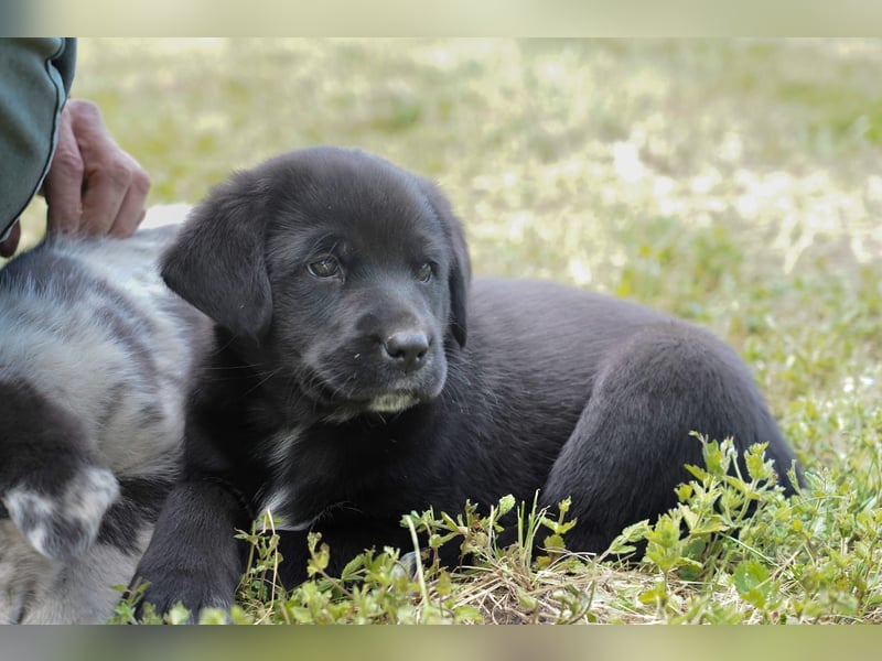 Aussiedor ( Australian Shepherd x Labrador) Welpen suchen neues Zuhause