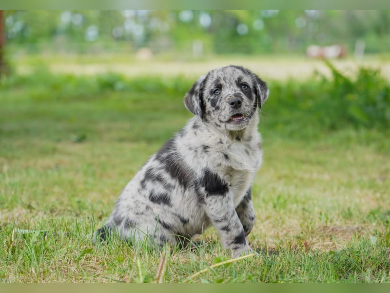 Aussiedor ( Australian Shepherd x Labrador) Welpen suchen neues Zuhause