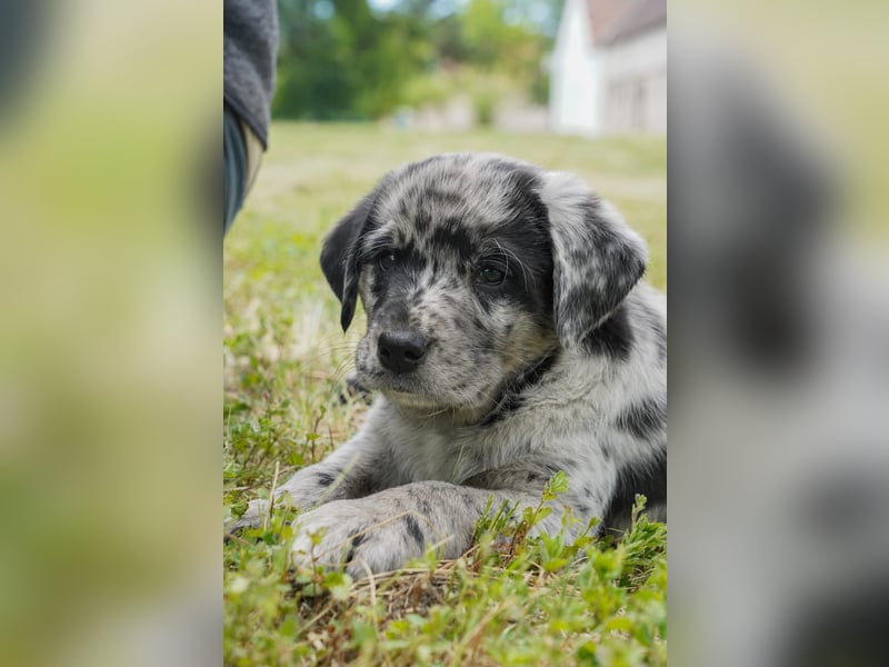 Aussiedor ( Australian Shepherd x Labrador) Welpen suchen neues Zuhause
