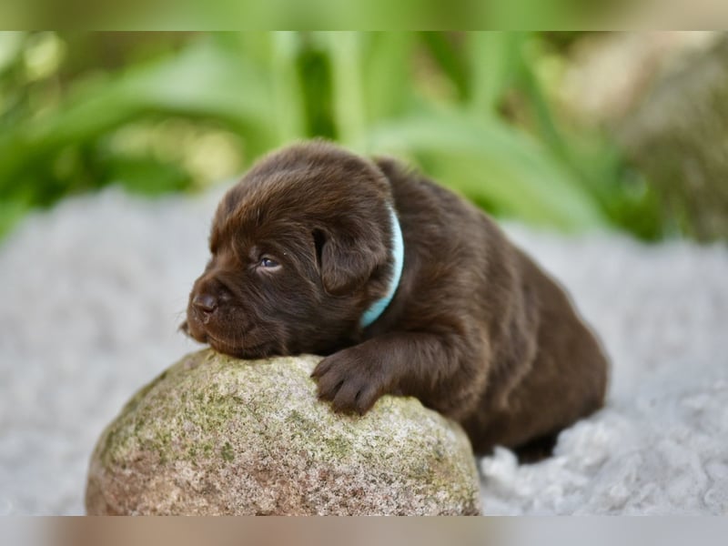 Aussiedor Welpen Labrador x Australien Sheppard