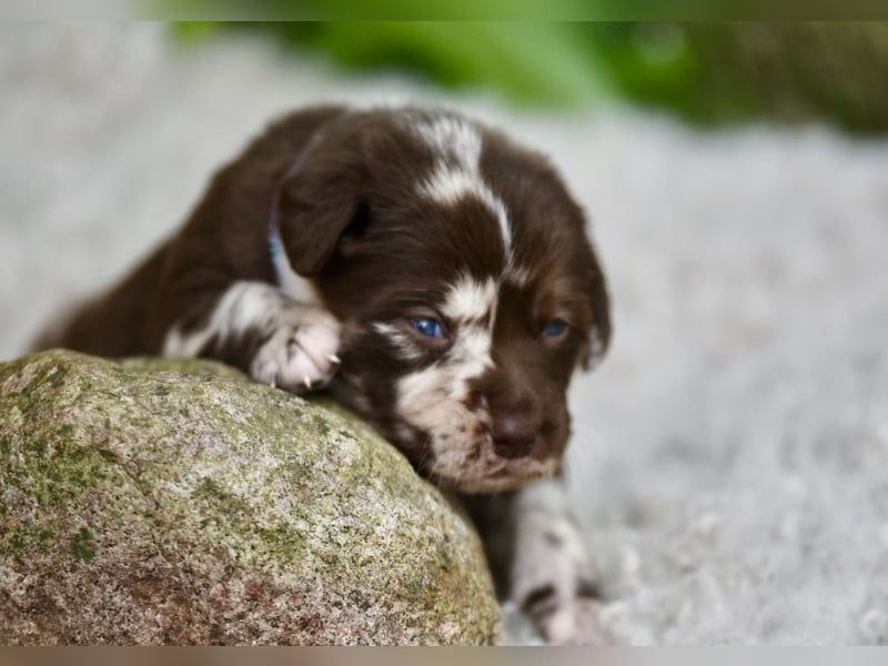 Aussiedor Welpen Labrador x Australien Sheppard