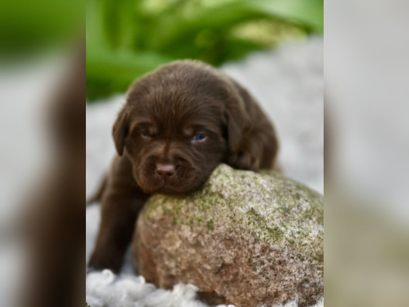 Aussiedor Welpen Labrador x Australien Sheppard