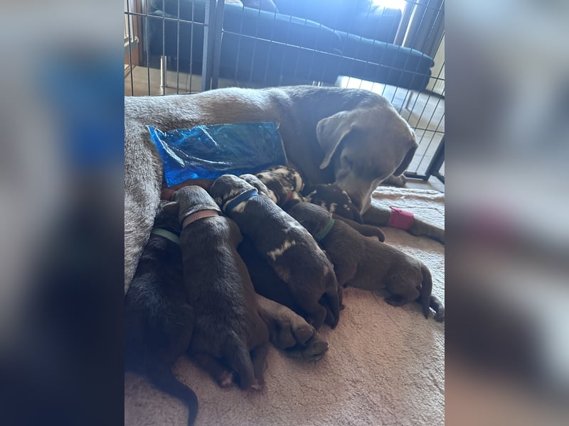 Aussiedor Welpen Labrador x Australien Sheppard