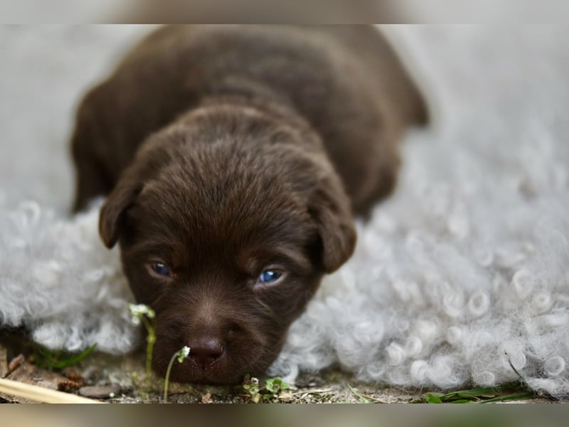 Aussiedor Welpen Labrador x Australien Sheppard