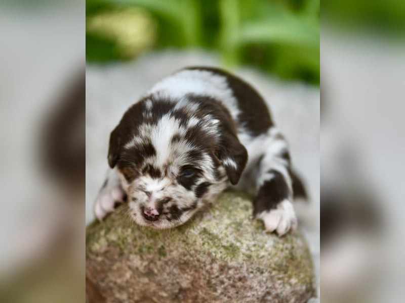 Aussiedor Welpen Labrador x Australien Sheppard