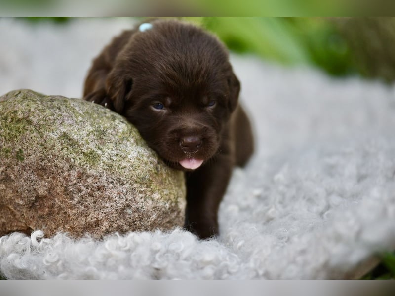 Aussiedor Welpen Labrador x Australien Sheppard
