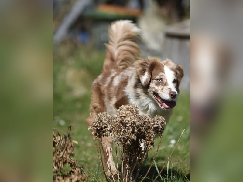 Aussiedor Welpen Labrador x Australien Sheppard