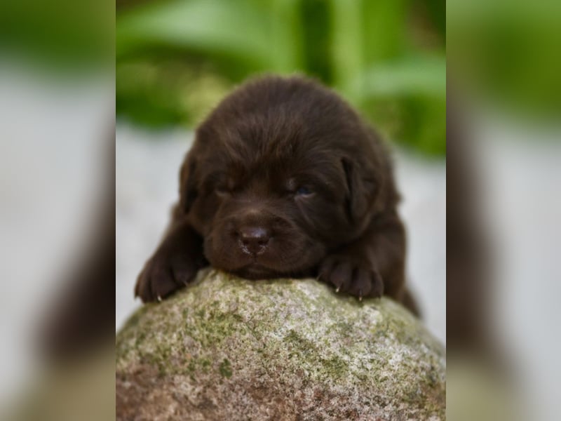 Aussiedor Welpen Labrador x Australien Sheppard