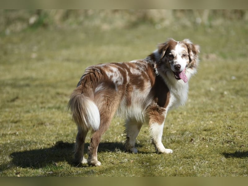 Aussiedor Welpen Labrador x Australien Sheppard