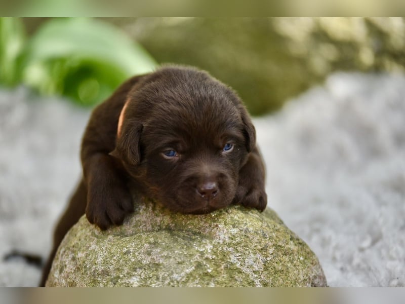 Aussiedor Welpen Labrador x Australien Sheppard