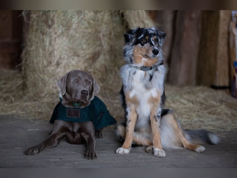 Aussiedor Welpen Labrador x Australien Sheppard