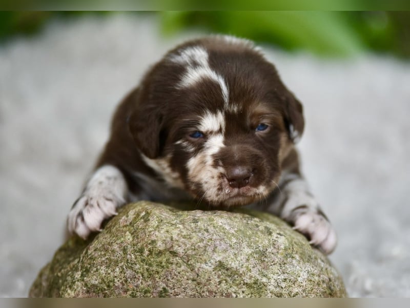 Aussiedor Welpen Labrador x Australien Sheppard