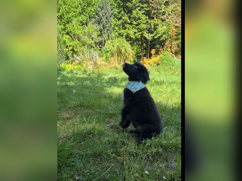 Auszug..Aussiedor F1 Familien und Therapiehund Labrador x Australien Shepherd